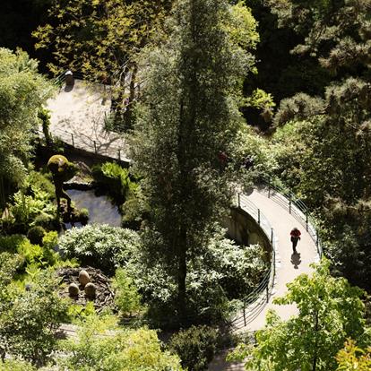 Merano Tree Days